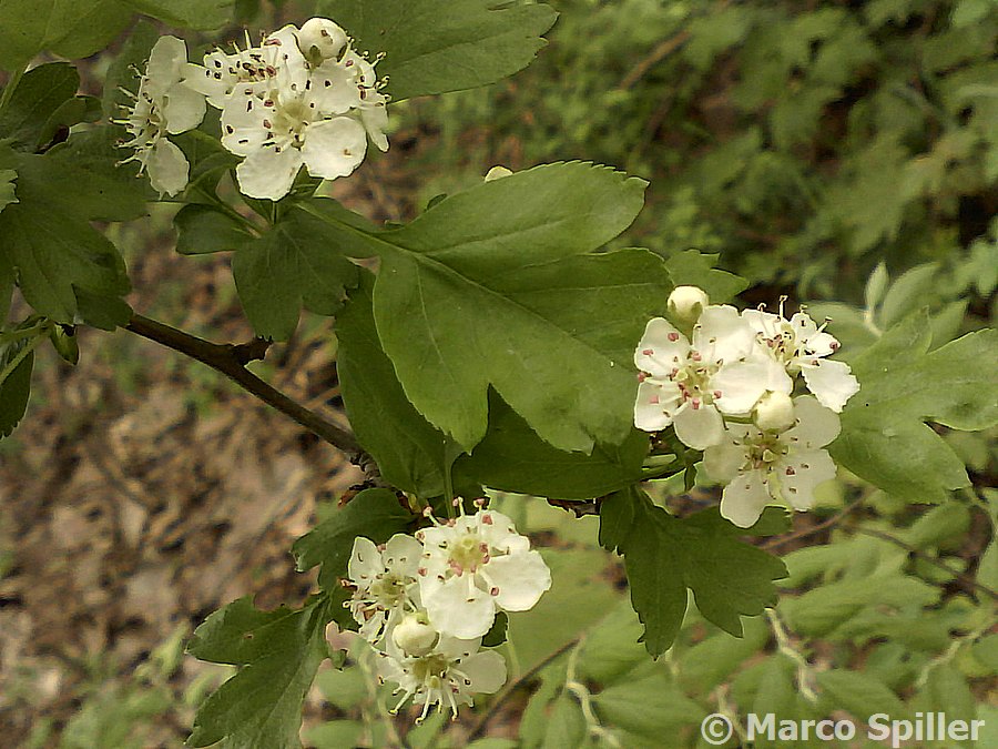 Rosaceae - Crataegus sp.